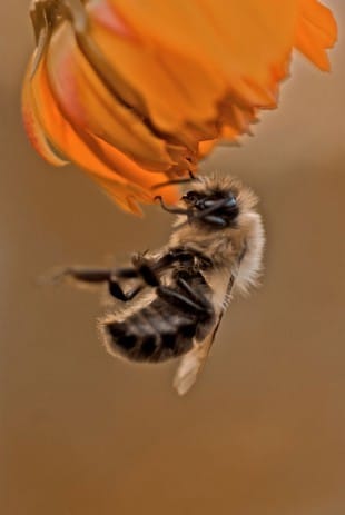 Bee Hanging from a flower