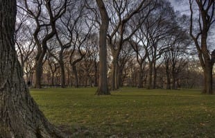 NYC Central Park Trees