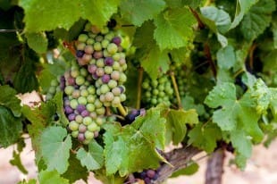 Pinot Noir Grapes Vine